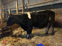 8YO BRITISH BLUE COW & CALF AT FOOT - BIDS FOR THE GROUP - 6