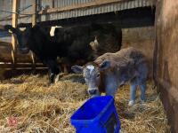 8YO BRITISH BLUE COW & CALF AT FOOT - BIDS FOR THE GROUP - 8