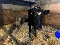 8YO BRITISH BLUE COW & CALF AT FOOT - BIDS FOR THE GROUP - 9