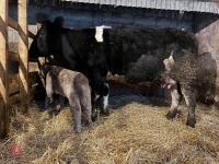 8YO BRITISH BLUE COW & CALF AT FOOT - BIDS FOR THE GROUP - 10