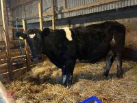 8YO BRITISH BLUE COW & CALF AT FOOT - BIDS FOR THE GROUP - 11