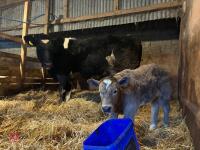 8YO BRITISH BLUE COW & CALF AT FOOT - BIDS FOR THE GROUP - 13