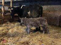 8YO BRITISH BLUE COW & CALF AT FOOT - BIDS FOR THE GROUP - 15