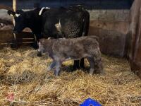 8YO BRITISH BLUE COW & CALF AT FOOT - BIDS FOR THE GROUP - 16
