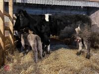 8YO BRITISH BLUE COW & CALF AT FOOT - BIDS FOR THE GROUP - 17