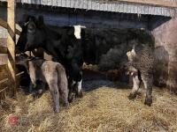 8YO BRITISH BLUE COW & CALF AT FOOT - BIDS FOR THE GROUP - 18