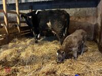 8YO BRITISH BLUE COW & CALF AT FOOT - BIDS FOR THE GROUP - 20