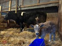 8YO BRITISH BLUE COW & CALF AT FOOT - BIDS FOR THE GROUP - 21