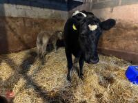 8YO BRITISH BLUE COW & CALF AT FOOT - BIDS FOR THE GROUP - 22