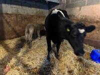 8YO BRITISH BLUE COW & CALF AT FOOT - BIDS FOR THE GROUP - 23