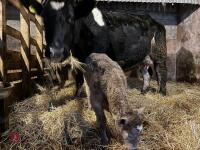 8YO BRITISH BLUE COW & CALF AT FOOT - BIDS FOR THE GROUP - 24