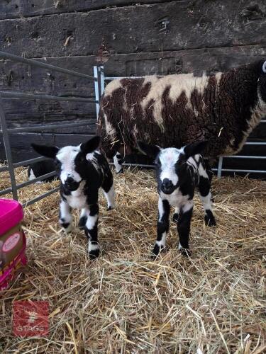 3YO PEDIGREE DUTCH SPOTTED EWE & 2 LAMBS - BIDS FOR THE GROUP
