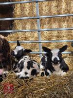 3YO PEDIGREE DUTCH SPOTTED EWE & 2 LAMBS - BIDS FOR THE GROUP - 3