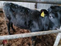 8MO WELSH BLACK X HEIFER - 2