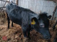 8MO WELSH BLACK X HEIFER - 3
