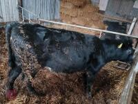 8MO WELSH BLACK X HEIFER - 4