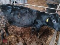 8MO WELSH BLACK X HEIFER - 5