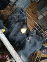 8MO WELSH BLACK X HEIFER - 6