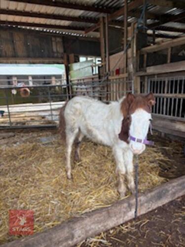 8MO FILLY DARTMOOR PONY