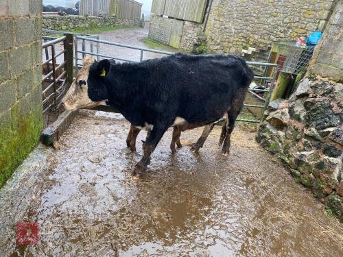 6YO HEREFORD X COW & LIM X STEER CALF - BIDS FOR THE GROUP