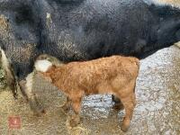 6YO HEREFORD X COW & LIM X STEER CALF - BIDS FOR THE GROUP - 4