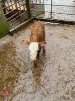 6YO HEREFORD X COW & LIM X STEER CALF - BIDS FOR THE GROUP - 5