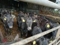 10 X 5MO ANGUS X HEIFERS - BIDS PER LIFE - 2