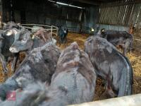 10 X 5MO ANGUS X HEIFERS - BIDS PER LIFE - 7