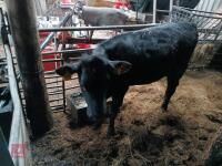 9MO ANGUS X HEIFER - 4