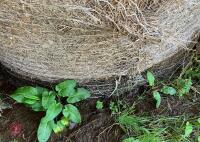 40 ROUND BALES 2024 HAY - BIDS PER BALE - 5