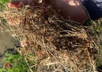 40 ROUND BALES 2024 HAY - BIDS PER BALE - 9