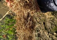 40 ROUND BALES 2024 HAY - BIDS PER BALE - 10
