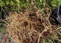 36 ROUND BALES OF 2024 HAY - BIDS PER BALE - 8
