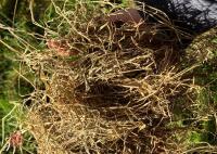 36 ROUND BALES OF 2024 HAY - BIDS PER BALE - 9