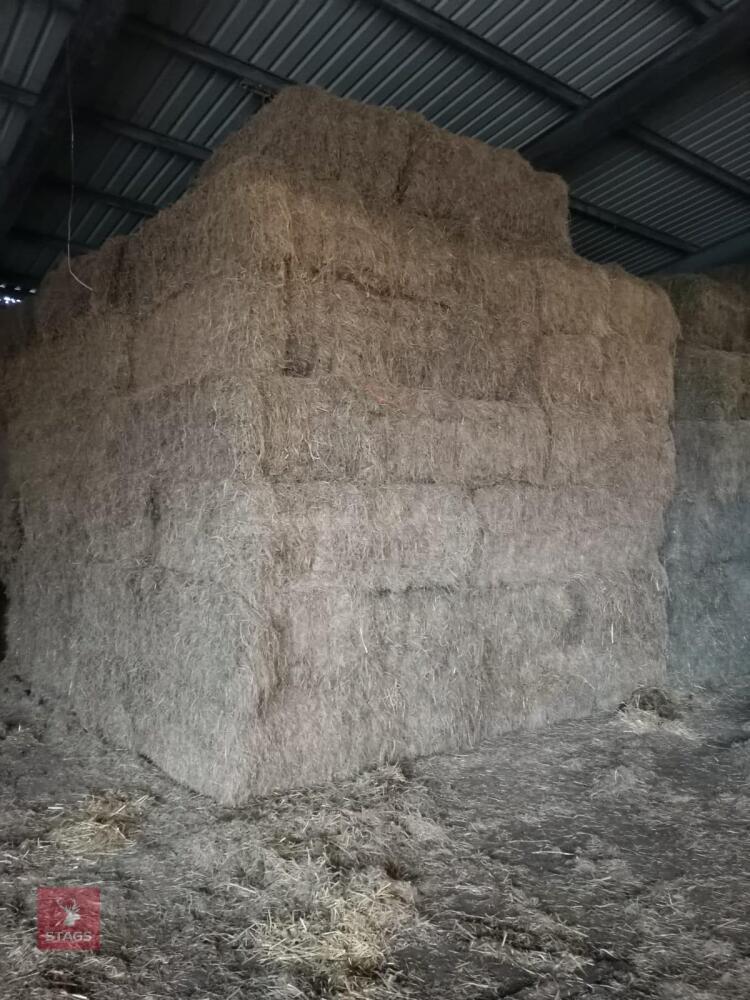 35 SQUARE BALES OF 2025 HAY - BIDS PER BALE