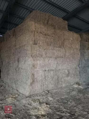 35 SQUARE BALES OF 2025 HAY - BIDS PER BALE