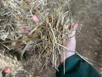 60 120CM X 70CM BALES OF 2025 WHEAT STRAW - BIDS PER BALE - 7