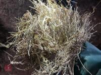 46 80CM X 80CM BALES OF 2025 MEADOW HAY - BIDS PER BALE - 8