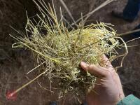 46 80CM X 80CM BALES OF 2025 MEADOW HAY - BIDS PER BALE - 10