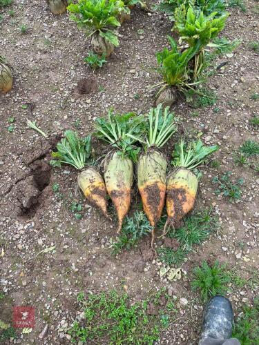 60T OF GERONIMO FODDER BEET - BIDS PER TONNE
