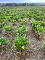 60T OF GERONIMO FODDER BEET - BIDS PER TONNE - 2