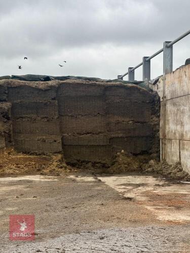 100 TONNES OF 2025 CLAMP SILAGE - BIDS PER TONNE