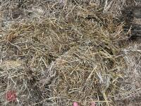 100 TONNES OF 2025 CLAMP SILAGE - BIDS PER TONNE - 4