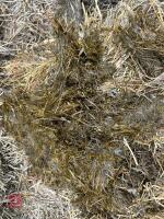 100 TONNES OF 2025 CLAMP SILAGE - BIDS PER TONNE - 6