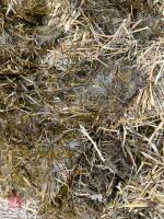 100 TONNES OF 2025 CLAMP SILAGE - BIDS PER TONNE - 7