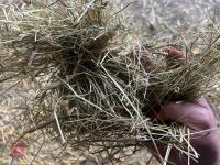 18 80'' X 60'' BALES OF 2024 MEADOW HAY - BIDS PER BALE - 5