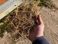 23 WRAPPED ROUND BALES OF 2024 HAYLAGE - BIDS PER BALE - 11