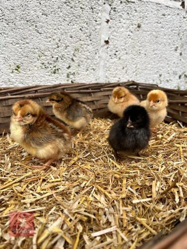 5 OLIVE EGG LAYER UNSEXED CHICKS - BIDS FOR THE GROUP