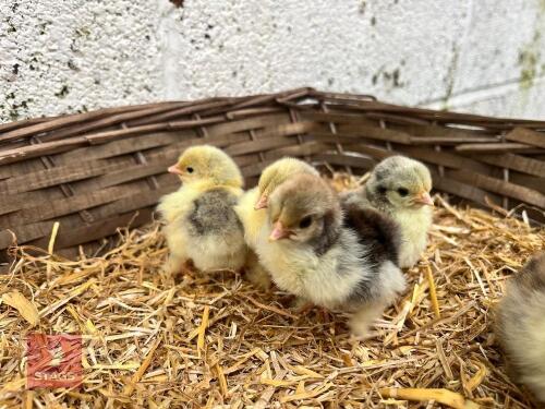 4 MILLIFLEUR UNSEXED CHICKS - BIDS FOR THE GROUP