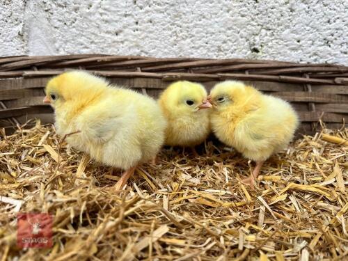 4 LIGHT SUSSEX BANTAM UNSEXED CHICKS - BIDS FOR THE GROUP